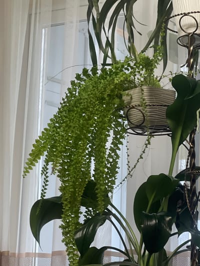The image shows a hanging plant, likely indoors, with a mix of different green foliage. There is a fern-like plant with small, dense leaves cascading down, interspersed with broader, smooth-edged leaves that appear to be from a different plant. The plants are suspended from a metal hanging structure. Behind the plants, a window with white blinds is visible. There is no indication of the city of Cherliany, Ukraine or any other location-specific detail in the image.