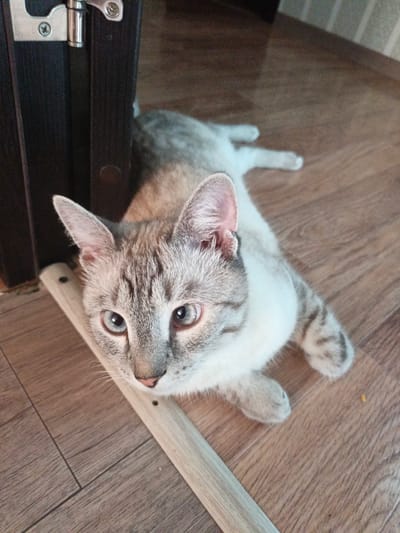 A grey and white tabby cat lies on a wooden floor in front of a dark brown door. The cat's head is turned towards the camera, and its blue eyes are open. A wooden strip runs diagonally across the floor in front of the cat. The scene appears to be indoors. There is no information in the image to indicate a specific location in the city of Sukhodol, Russia.