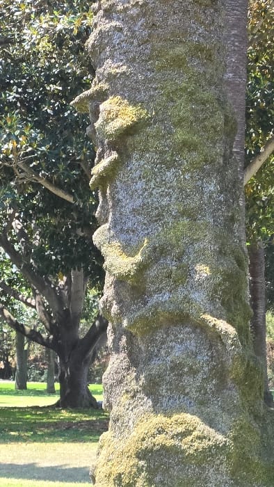 A horizontal tree trunk, covered in green moss, stretches across the image. It's textured with distinct vertical patterns. Below the trunk, a canopy of green leaves and tree branches creates a dense backdrop. A grassy lawn with a pathway is partially visible on the right. The scene is bathed in sunlight, with shadows playing across the trunk's surface.