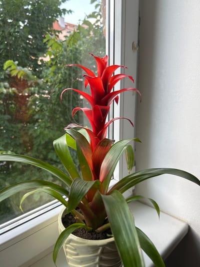 A red bromeliad flower with green leaves sits in a cream-colored pot on a white windowsill. The windowsill is against a white wall and next to a window with a view of green trees and a building. The image was taken in Teplice, Czechia.