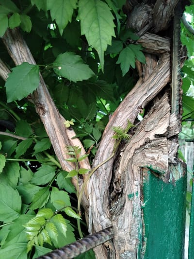 In Shchastia, Ukraine, a close-up shot captures the intricate interplay between a gnarled, weathered vine and a rusted green metal post. The vine, its bark a tapestry of light and dark brown with rough textures, twists and intertwines, forming a complex, almost sculptural form. Several branches split off, their surfaces showing the passage of time. Among the woody tendrils, vibrant green leaves emerge, some large and serrated, others smaller and more delicate, indicating new growth. A tiny, light-yellow bud or flower is visible on one of the vine's stems. The metal post, painted a faded emerald green, shows signs of rust and peeling paint, particularly at the top where it meets the vine. A thick, dark, ribbed metal rod runs horizontally in the foreground, partially obscured by the vine and leaves. The background is a blur of more green foliage, suggesting an outdoor setting. The lighting is natural and somewhat diffuse, casting subtle shadows and highlighting the textures of the wood and metal.