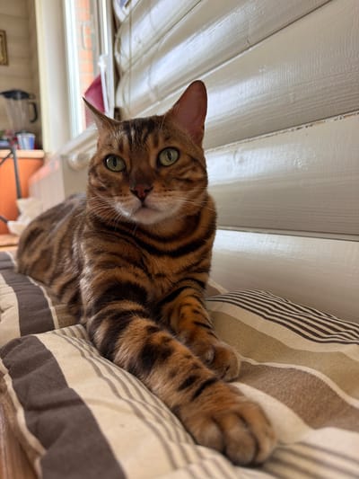 A Bengal cat with green eyes and brown and black stripes is lying on a striped cushion. The cat is looking directly at the camera. The background consists of a wall made of horizontal wooden planks and a window. The overall setting appears to be indoors. There is no indication of the location being in Blagoveshchenskoe, Russia.