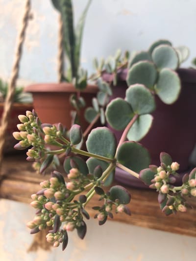 A close-up, shallow depth of field shot focuses on a succulent plant with numerous small, pale pink buds clustered on thin stems. The plant has rounded, fleshy leaves with a grayish-green hue and reddish edges. In the background, out of focus, are several potted plants. To the left, a terracotta pot is visible, and to the right, a dark purple pot. The background also shows a blurry portion of a wall and a coiled rope. The scene appears to be indoors or in a sheltered outdoor space. There is no indication of any specific location in Chiatura, Georgia.