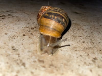 A snail clings to a light-colored, textured surface. The shell of the snail is brown and tan, with darker markings. The body of the snail is visible, extending from the shell. The photo is taken from a low angle, looking up at the snail. The location is unknown.