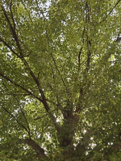 The image is a ground-level view looking up into the canopy of a tree. Sunlight filters through the green leaves, creating a dappled effect. Several branches of the tree are visible, traversing the frame at various angles. There is no discernible information linking this image to the city of Dolna Mitropolia, Bulgaria, or to any specific people, objects, or actions beyond the depiction of the tree.