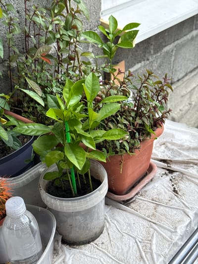 In Nogir, Russia, an outdoor scene features several potted plants on a white tarp. In the foreground, a clear plastic bottle of water sits inside a gray plastic container. To the right of the bottle, a young citrus tree is planted in a transparent plastic pot, supported by a green stake. Behind it, a terracotta pot holds a cluster of mint plants with dark reddish stems and green leaves. Further back, more plants are visible, with a grey concrete wall and a white windowsill forming the backdrop. The overall impression is of a small, home-grown garden space.