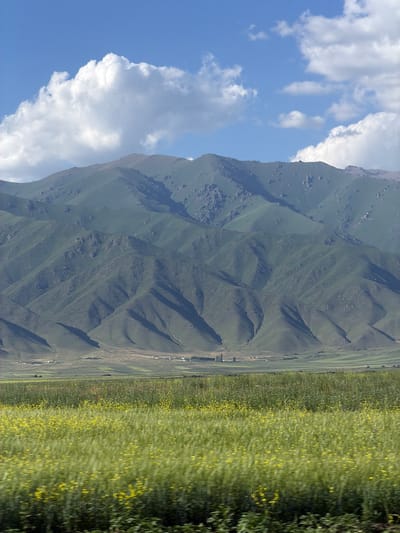 The image depicts a vast, sunlit landscape in Shabdan, Kyrgyzstan, dominated by a dramatic mountain range on the left and a field of yellow flowers stretching to the right. The mountains are a deep green, their slopes carved with diagonal shadows suggesting folds and ridges. The sky above is a clear blue, punctuated by fluffy white clouds.

The foreground on the right is a vibrant expanse of yellow wildflowers, their blooms creating a textured, almost impressionistic effect due to the wind. This field appears to be a cultivated area, possibly a pasture or agricultural land, with rows of plants visible in the distance. The contrast between the rugged, imposing mountains and the delicate, bright field creates a striking visual juxtaposition.

The scene suggests a warm, sunny day, likely late spring or early summer, given the blooming flowers and clear sky. The light casts sharp shadows on the mountains, indicating the sun is high in the sky. The overall mood is one of natural beauty and tranquility, showcasing the expansive and diverse scenery of the Kyrgyz landscape. No people or specific objects are prominently featured, emphasizing the grandeur of the natural environment.