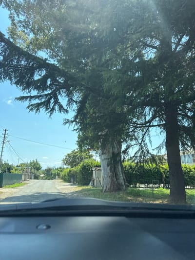 This media file depicts an outdoor scene in Psakhara, Abkhazia, likely taken from inside a vehicle. The foreground is dominated by the dark, textured interior of a car, possibly a dashboard or door panel. The camera is oriented vertically, giving a sense of looking up and to the side.

The main subject is a large tree with dense, dark green foliage, casting shadows across the scene. Its thick trunk, with light-colored bark, is prominent. Beyond the tree, a paved road stretches into the distance, bordered by green vegetation and some simple buildings, including what appears to be a house with windows. Utility poles and wires are visible along the road, suggesting a residential or semi-rural area. The sky is a clear, bright blue, indicating fair weather and daytime. The sunlight creates lens flare in the upper left portion of the image. The overall impression is of a sunny day in a tranquil, possibly somewhat aged, environment. There is no visible text in the image.