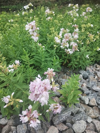 In a garden area within Bilany, Ukraine, a patch of pale pink and white flowers with green foliage grows amongst a border of grey and brown gravel. The flowers, some in full bloom and others as buds, are clustered on slender stems. The gravel, composed of small to medium-sized stones, forms a distinct foreground element against the softer texture of the plants. The background is filled with more of the same green foliage and scattered white flowers, with a dark, blurred area suggesting distant vegetation or ground cover. The scene is captured from a medium-low angle, focusing on the flora and the contrasting textures of the plants and gravel. There are no people or animals visible in the image.