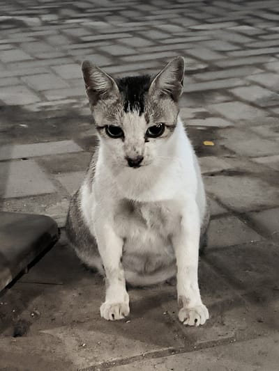 A gray and white cat sits on a concrete surface. The cat is facing the viewer. The background is a paved area. The location is Kotapantonlabu, Indonesia.