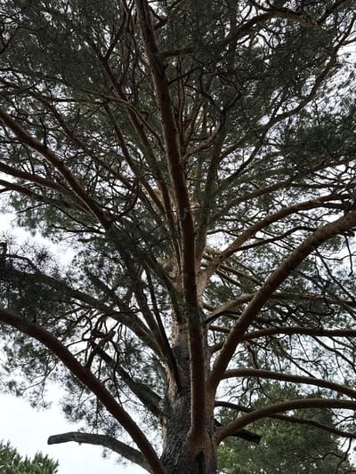 The image shows a close-up view of a large pine tree from below, looking up towards the sky. The tree's trunk is thick and textured with dark bark. Numerous branches, ranging from thick to thin, extend outwards and upwards, creating a dense canopy. The branches are covered in dark green pine needles, which appear somewhat sparse due to the angle and lighting. The sky is overcast and appears bright white, suggesting a cloudy or hazy day. The lower left corner of the image shows a hint of other coniferous trees, suggesting an outdoor, possibly forested or park-like environment. The scene is devoid of any people or animals. The location is identified as Staraya Yasachnaya, Usolsky, Russia, indicating this is a natural landscape feature within that region.