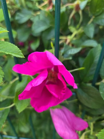 The image shows a close-up view of two vibrant pink flowers, likely roses, set against a backdrop of lush green foliage. The flowers are the primary subjects, with one in the foreground, partially open and displaying its intricate inner petals and stamens. The other flower, slightly out of focus, is visible in the upper right portion of the frame, showing a different petal formation.

A thin, dark green horizontal line, likely a fence or support structure, cuts across the image, separating the foreground from the background. The leaves are a rich green, suggesting a healthy, thriving plant. The lighting appears natural, possibly indicating daylight, and there are no discernible weather cues. The image is a still shot, capturing a moment of natural beauty.

There is no visible text in the image. The overall impression is one of natural beauty and vibrant color. The location context of Širvintos, Lithuania, suggests this scene is likely outdoors in a garden or natural setting.