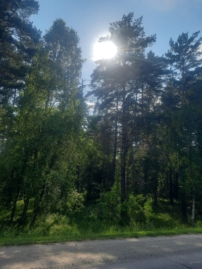 The image depicts a sun-drenched forest scene with a road in the foreground. Tall pine trees and deciduous trees with vibrant green leaves dominate the landscape. The sun is high in the sky, partially obscured by the trees, casting strong rays and lens flare across the image. The ground is covered with lush green grass and undergrowth, leading up to the dense forest. A dirt or gravel road runs horizontally across the bottom of the frame, with some dappled sunlight and shadows on its surface. The sky is a clear blue with a few wispy clouds. The overall impression is one of a bright, sunny day in a natural, wooded environment. The location is identified as the city of Баюновские Ключи, Russia. There are no people or animals visible in the image.
