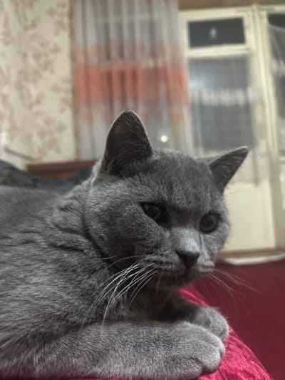 The image depicts an indoor scene in Fergana, Uzbekistan, featuring a domestic short-haired cat of solid grey coloration. The cat is positioned in the foreground, lying down with its front paws tucked beneath it, and its head turned slightly to the viewer's right. Its eyes are dark, and prominent white whiskers extend from its muzzle. The feline rests on a textured surface of deep reddish-pink or magenta hue. In the background to the left, a wall covered with light-colored, subtly patterned wallpaper is visible. To the right, a window is partially obscured by two layers of curtains: an inner sheer white or cream curtain, and a more opaque, reddish-orange patterned curtain behind it. A dark, indistinct object, possibly furniture, is present behind the cat on the left. Faint ambient light sources are discernible through the background window and curtains.