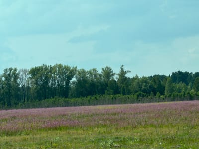 This image depicts a field of blooming purple flowers in Pervomaevka, Russia. The field stretches across the foreground, with a dense line of trees forming a natural border in the middle ground. Behind the trees, the sky is a hazy blue with scattered clouds. The overall scene is one of natural beauty, with the vibrant purple flowers contrasting with the lush green of the trees and the soft blue of the sky.