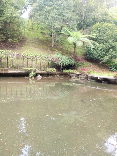 The scene depicts an outdoor natural environment in the city of Kanand, India. In the foreground, a large body of stagnant, murky greenish-brown water occupies the lower half of the frame, its surface reflecting the surrounding foliage and structures, and partially covered with fine organic debris. A concrete retaining wall extends along the water's edge in the midground, surmounted by a dark metal fence partially obscured by climbing vines. Behind the fence, a narrow strip of overgrown vegetation leads to a steep, verdant hillside. The hillside is densely covered with various trees, including a prominent fern tree with large fronds on the right, and areas of exposed soil are visible. No human subjects or discernible actions are present.