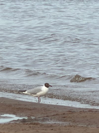 A solitary black-headed gull stands on the sandy shore of the Volga River in Ondvor, Russia. The bird, with its distinctive black head and white body, is facing towards the left of the frame. Its red legs are visible, standing on the wet sand at the edge of the choppy, grey water. The background is filled with the textured surface of the river, with small waves creating a pattern across the water. A dark, submerged object, possibly a rock or debris, is visible in the water to the right of the gull. The lighting suggests an overcast or dim day, contributing to the muted tones of the scene.