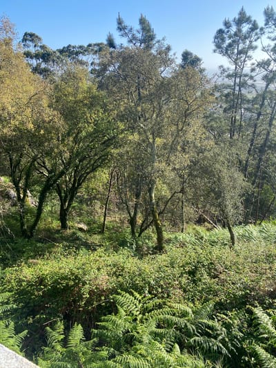 The image shows a lush forest scene in Esposende, Portugal. The sky is blue and clear. The trees are predominantly deciduous, with green leaves. Ferns and other green vegetation cover the undergrowth. The overall impression is one of dense, natural woodland.