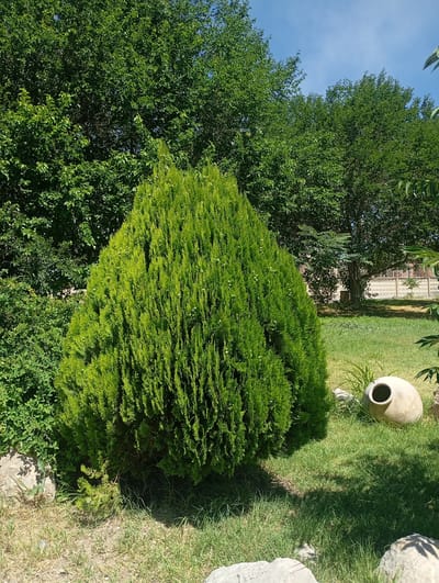 The image depicts an outdoor scene on a sunny day, likely in a garden or park. The foreground features a large, conical evergreen shrub with dense, bright green foliage. To the left of this shrub, there is a smaller, more sparse green bush and some rocks. The middle ground consists of a well-maintained lawn. On the right side of the lawn, there is a large, pale, bulbous ceramic pot with a circular opening. In the background, mature trees with lush green leaves create a dense canopy, with patches of blue sky visible above. A concrete fence and a building are partially visible behind the trees. The image appears to be taken in a residential or recreational area, possibly in the city of Ararat, Armenia, given the presence of the vegetation and garden elements. There are no people visible in the image.