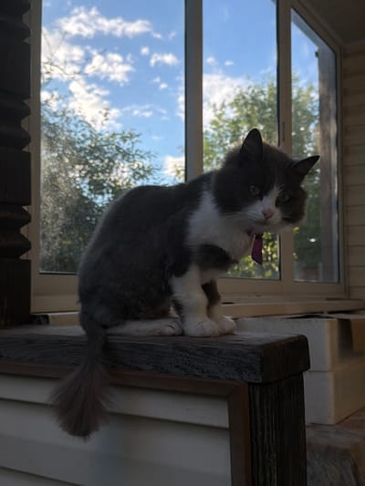 A fluffy grey and white cat with a purple ribbon around its neck is sitting on a wooden railing in front of a window. The cat is looking towards the camera with green eyes. Outside the window, there are trees and a blue sky with clouds. The scene appears to be outdoors, possibly on a porch or balcony, with the cat in a relaxed pose. The overall impression is that of a domestic pet enjoying a peaceful moment outdoors. This photograph was taken in Satino-Russkoe, Russia.
