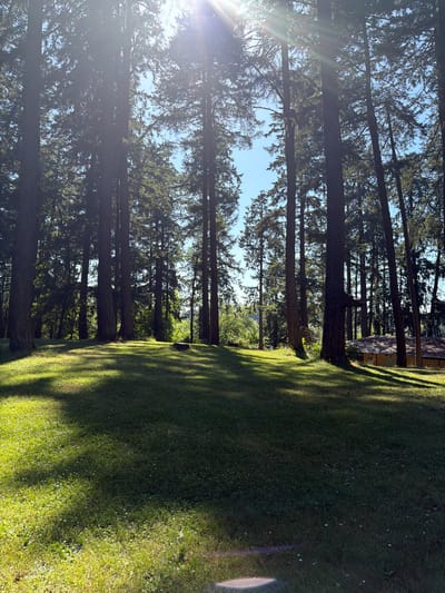 The image depicts a sun-dappled clearing in a forest, likely located in Spanaway, Washington, United States of America. Tall, mature evergreen trees dominate the scene, their dense canopies allowing shafts of bright sunlight to pierce through, creating dramatic patterns of light and shadow on the verdant, grassy ground. The grass appears well-maintained and is dotted with small white flowers, suggesting a park or a well-kept private property. In the background, a portion of a building with a gabled roof and light-colored walls is visible amongst the trees. The overall impression is one of a serene and natural outdoor setting bathed in warm sunlight.