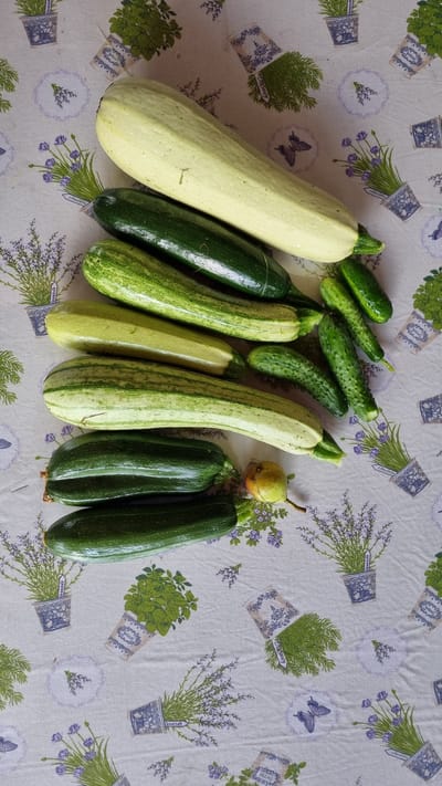 A top-down view shows a collection of fresh produce, including several zucchini and small cucumbers, arranged on a tablecloth with a floral print. The zucchini vary in color, with some being dark green and others a lighter green with stripes, and one large pale yellow zucchini is positioned at the top. Several small, bumpy cucumbers are scattered amongst the zucchini. A small, light green fruit, possibly a pear, is also visible. The tablecloth features illustrations of potted plants, including lavender and herbs, and small butterflies. The scene appears to be an outdoor setting, possibly a garden or patio, given the presence of fresh produce. The specific location within Солнечная Поляна-3 Снт, Russia, cannot be determined from the image alone, but the context suggests a rural or suburban residential area where gardening is common.