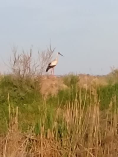 The image shows a stork standing on a grassy hill in Sabir Rakhimov, Uzbekistan. The foreground is filled with tall, dried grass, while the background features a clear sky and some sparse vegetation. The stork has white and black plumage.