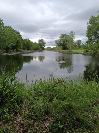 The image shows a still pond surrounded by lush green trees and vegetation, likely located in a natural setting near Zlokuchene, Bulgaria. The sky is overcast with grey clouds, reflected in the calm water's surface. Lily pads float in the center of the pond. In the foreground, tall grass and foliage obscure the immediate edge of the pond. No people or animals are visible in the scene.
