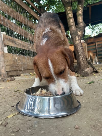 A medium shot shows a beagle dog eating from a metal bowl on the ground. The dog's head is lowered into the bowl, and its snout is partially obscured by the food. The dog has brown and white fur, with distinctive brown markings around its eyes and ears. The bowl is filled with what appears to be kibble or small pieces of food.
The setting appears to be an outdoor area, possibly a yard or enclosure. The ground is made of dirt and small stones. In the background, a wooden fence with wire mesh is visible, and beyond that, green foliage from trees suggests a natural environment. There are also wooden structures in the background, possibly part of a shed or an animal shelter. Another dog, a lighter brown color, is partially visible in the background behind the fence. The overall lighting suggests it could be daytime, and the environment looks somewhat rustic and natural. There is no visible text in the image.