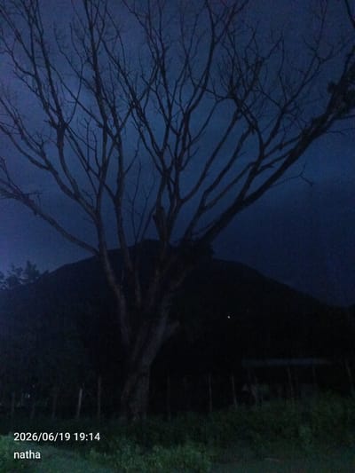 The image depicts a silhouette of a large, bare tree with intricate branches against a dark blue, twilight sky. In the background, a faint outline of a hill or mountain is visible. The foreground consists of dark vegetation and a few vertical posts, suggesting a fence or boundary. The bottom left corner of the image contains a timestamp "2026/06/19 19:14" and the name "natha". The scene appears to be outdoors, possibly in a rural or semi-rural setting within the city of El Chaparral, Venezuela, given the provided information. There are no people visible in the image, and no discernible actions or interactions are taking place. The overall atmosphere is dark and somber, characteristic of dusk or early evening.