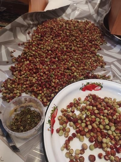 This is a top-down, close-up shot of a large pile of wild strawberries spread across a striped cloth. To the right, a white enamel plate is filled with more strawberries, and a clear plastic container holds dried herbs or leaves. The strawberries vary in color from green to red, indicating different stages of ripeness. The scene suggests the harvesting or preparation of wild strawberries. The lighting appears to be indoor, possibly natural light from a window given the overall brightness. There is no visible text in the image. The location context provided is Некрасовка, Kazakhstan.