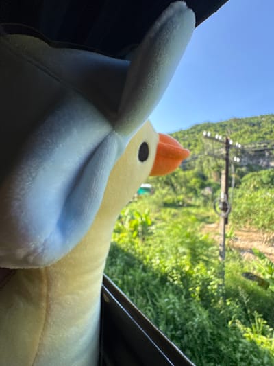 A plush toy duck with a blue bunny ear hat is looking out of a dark opening, likely a window or doorway. The toy is yellow with an orange beak and a black eye. The background is a vibrant green landscape with lush vegetation and a hill under a clear blue sky. A utility pole with wires and insulators is visible in the mid-ground. The image appears to be taken from a moving vehicle, suggesting a travel scenario. The scene could be located in the city of Hoa Xuan, Vietnam, given the tropical vegetation and presence of utility infrastructure.