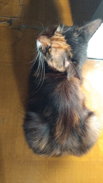 The image shows a calico cat lying on a wooden floor. The cat is curled up, with its head turned to the side and its eyes closed. It appears to be sleeping. The cat has black, orange, and white fur.  The background is a wooden floor with a light brown color. There is a slight shadow on the cat's fur, suggesting that the light source is coming from the left. The coordinates provided are for Kecamatan Panjalu, Indonesia. However, there is no information about the specific location or the time of the image capture.  The cat is lying on its side, with its back facing the camera. Its tail is curled up under its body. The cat is positioned in the lower right corner of the image. The image was taken from an overhead perspective.  The image appears to be taken indoors.