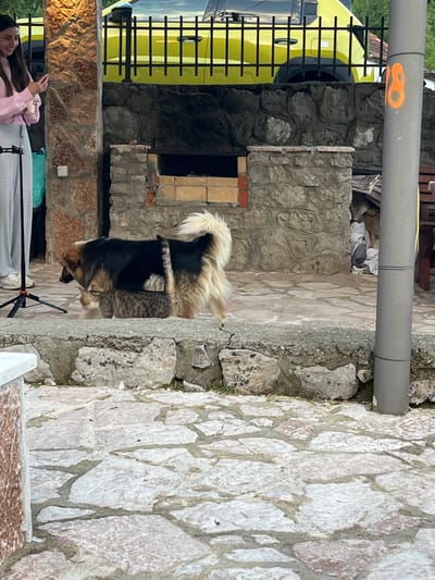 The image depicts an outdoor scene in Dupilo, Montenegro. A young woman is lying down, looking at her phone, while a dog and a cat are nearby. A yellow vehicle is parked behind her, and a gray pipe with orange markings runs above. The scene is set amidst stone structures and a stone-paved area.