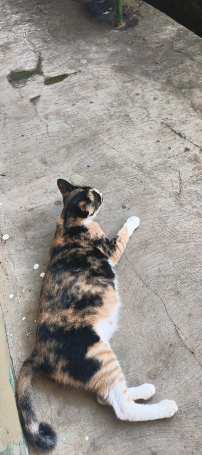 A calico cat lies on a cracked concrete surface, possibly a sidewalk or patio. The cat is predominantly black, orange, and white, with its belly being white. It is looking upwards and to the right. A green pole is visible in the background, to the right of the cat's head. White paint splatters are scattered across the concrete. The scene is likely outdoors in a residential or public area in Sukabumi, Indonesia, given the typical outdoor environment and common presence of stray or domestic cats.