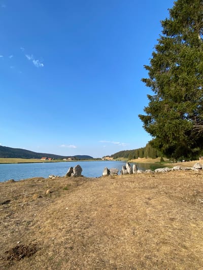 The image depicts a serene natural landscape in La Brévine, Switzerland. A calm blue lake occupies the central portion of the frame, with its surface reflecting the clear, bright blue sky. Along the far shore of the lake, a line of rolling hills covered in dense green forest stretches across the horizon. A few scattered buildings with red roofs are visible nestled among the trees on the hills. In the foreground, a dry, grassy embankment slopes down towards the water. A cluster of grey, weathered rocks is arranged along the edge of the embankment. To the right of the frame, a large, mature evergreen tree with dark green foliage extends from the top edge downwards, its branches casting shadows. The overall impression is one of a peaceful, rural environment, likely during a sunny day.