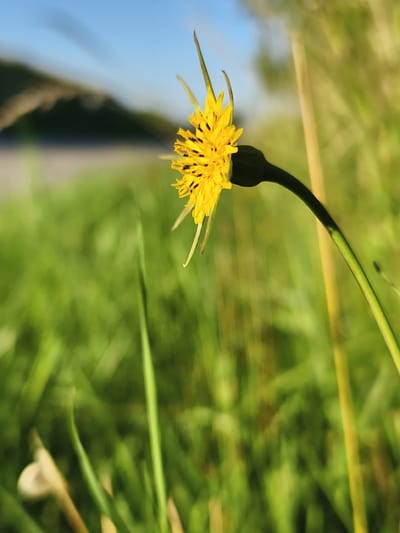A close-up, shallow depth-of-field photograph captures a single yellow flower in a meadow under a clear blue sky. The flower, likely a type of dandelion or salsify, is in focus on the right side of the frame, showcasing its intricate petals and dark center. Its stem curves gracefully towards the left, disappearing into the blurred green grass that dominates the foreground and mid-ground. In the background, a hazy, darker shape suggests a distant hill or embankment, possibly bordering a body of water, which is further suggested by a blurred light blue area that might represent the sky reflecting on water. The lighting indicates it is likely late afternoon or early morning, with the sun casting a warm glow and creating subtle shadows. The overall mood is serene and natural, highlighting the beauty of a simple wildflower in its natural habitat. No text is visible in the image.
