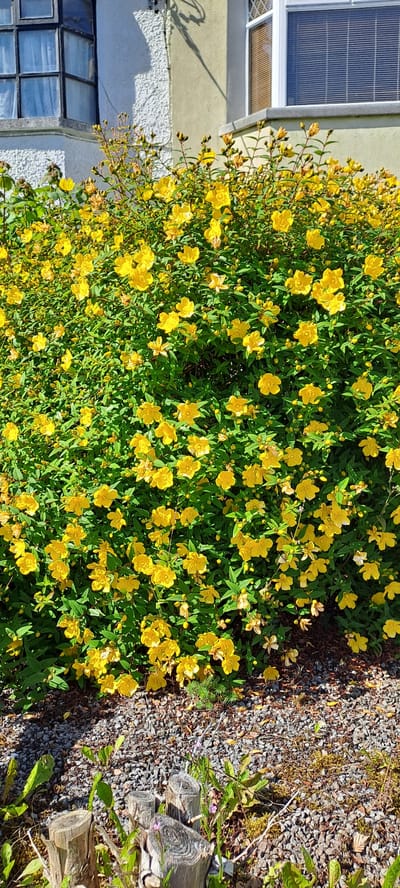 A sunlit, medium shot shows a dense shrub covered in numerous bright yellow flowers and green leaves, dominating the frame. The shrub is situated in front of a building with a textured, light-colored wall and a pale yellow section. A dark-paned window with sheer curtains is visible on the left side of the building, and a bay window with horizontal blinds is on the right. The ground in front of the shrub is covered in small, grey gravel. In the foreground, several weathered, cut wooden posts and some sparse green vegetation with small purple flowers are visible. The overall scene depicts an outdoor setting, likely a garden or yard adjacent to a residential building. The presence of the building with typical Irish architectural features, combined with the shrubbery and gravel ground cover, suggests a location in Castlebar, Ireland. There are no people present in the image.
