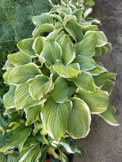 A close-up, overhead shot captures a lush hosta plant with broad, variegated green and white leaves. The leaves are wet with visible water droplets, suggesting recent rain or watering. The plant is situated in an outdoor setting, with a textured grey concrete surface visible to the right and delicate green foliage, possibly dill or fennel, to the left. The context of Каменномостский, Russia, implies this scene is likely within a garden or a landscaped area in the city. There are no people or animals present, and the focus is solely on the botanical subject and its immediate surroundings.