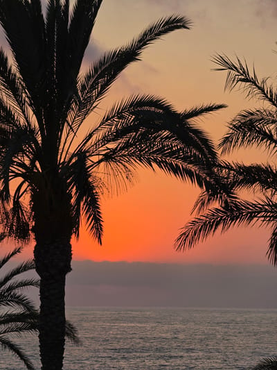 The image captures a silhouetted palm tree against a vibrant sunset over the Mediterranean Sea in Hlorakas Community, Cyprus. The sky displays a gradient of orange and yellow hues, with a band of soft clouds near the horizon. The ocean surface is calm, reflecting the colors of the sky. The palm tree, with its fronds reaching outwards, is the dominant subject in the foreground, casting a dark shadow. The scene evokes a tranquil and tropical atmosphere.