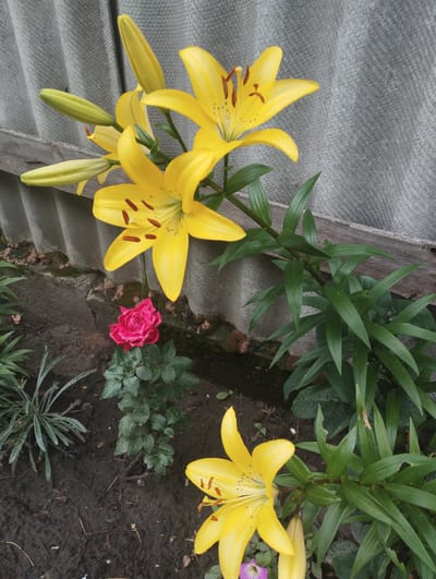 The image captures a close-up view of a garden bed situated in Lebedyn, Ukraine. In the foreground, a cluster of vibrant yellow lilies is in full bloom, with several buds still developing. A single, deep pink rose is also present, its petals tightly furled. The flowers are set against a backdrop of dark, damp soil and lush green foliage. Behind the garden, a weathered, grey corrugated surface, likely part of a fence or wall, runs horizontally across the frame. A rough wooden plank is positioned just above the soil line, separating the flowers from the corrugated surface. The scene appears to be outdoors, with natural lighting. No people or animals are visible.