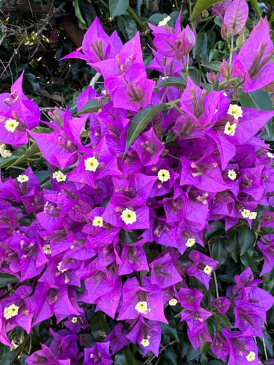 A close-up, eye-level, medium shot captures a dense cluster of vibrant purple bougainvillea flowers in bloom, set against a backdrop of dark green foliage. The bougainvillea bracts are intensely colored and paper-thin, with delicate veins visible on their surfaces. Small, creamy yellow flowers with prominent stamens are nestled in the center of many of the bracts. The lighting suggests an outdoor setting, possibly during the day, casting subtle shadows that add depth to the image. The image does not contain any people or discernible urban features that would allow for specific location identification within San Mateo, United States of America. The scene is purely botanical.