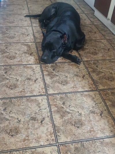 A black dog, possibly a pit bull, is lying down on a tiled floor. The dog is mostly black with some lighter markings around its face and ears. It appears to be relaxed and possibly sleeping, with its eyes closed and head resting on its paws. The floor is made of large square tiles with a marbled pattern in shades of brown, beige, and gray. The grout lines between the tiles are dark. In the background, the edge of a cabinet or counter is visible, with a dark brown surface and a white trim. The lighting suggests it is daytime, and the overall scene appears to be indoors, possibly in a kitchen or hallway. There is no visible text in the image.