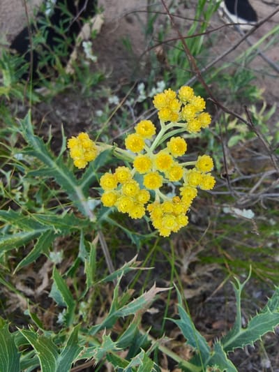 In Shyroke, Ukraine, a cluster of small, bright yellow flowers is captured in a close-up outdoor shot. The flowers are arranged in a spray, with each individual flower appearing to be composed of tightly packed, small petals. The plant's leaves are a deep green, serrated along the edges, and possess sharp, spiky points. The background is a blur of muted earth tones, dry grasses, and scattered twigs, suggesting a natural, uncultivated setting. A dark, indistinct shape, possibly clothing or a bag, is partially visible in the upper left quadrant of the image, adding a subtle human presence to the otherwise natural scene. The lighting is natural, indicating the photo was taken outdoors during daylight hours.