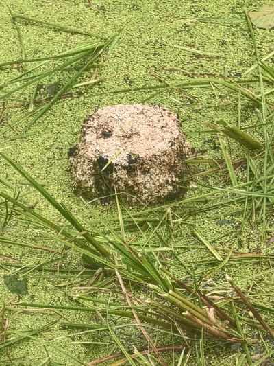 The image shows a close-up view of a partially submerged object in a body of water covered with duckweed, located in Камянюцкі сельскі Савет, Belarus. The object is cylindrical and appears to be a cut tree stump, with a rough, textured surface that is light brown and white in color. It is surrounded by abundant green duckweed and some blades of grass and reeds. There are also a few small, dark insects on the surface of the stump. The water beneath the duckweed is dark. The lighting suggests it is daytime.