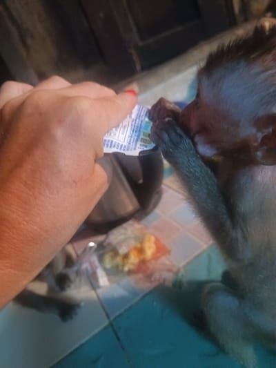A close-up, slightly blurry image depicts a human hand feeding a young monkey from a small pouch, likely in Ban Tai, Thailand. A light-skinned human hand, with red nail polish visible on the index finger, holds a white, flexible food pouch towards the monkey. The small, brown-furred monkey, possibly a macaque, is actively consuming the contents of the pouch, with its tiny, dark hand held near its mouth.
The pouch has blue and green graphical elements and small, illegible white text, suggesting it contains a food item such as yogurt or a fruit puree. The scene is dimly lit, indicating an indoor setting or low-light conditions. The floor is tiled with light blue and off-white/beige square tiles. In the mid-ground, a dark, indistinct object, possibly a container, can be seen. The background is shadowed and out of focus, showing dark, undefined forms. The interaction appears gentle, with the human offering nourishment to the animal.