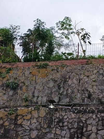 The scene in Kyauk Hsoke, Myanmar, depicts a static view of a retaining wall and the terrain above it under an overcast sky. The lower two-thirds of the image are dominated by a robust retaining wall constructed from irregularly shaped, multi-colored stones predominantly in shades of gray, brown, and ochre. Various small green plants and weeds are observed growing from crevices within the stone wall. Approximately midway up the wall, a horizontal dark-colored conduit or wire runs across, to which an illuminated solar-powered light fixture is attached. This fixture consists of a small dark solar panel above a downward-facing, glowing white LED bulb. The top edge of the stone wall is capped with a reddish-brown brick or concrete coping. Above this coping, a dark-colored metal mesh fence with vertical support posts is visible. Behind and extending above the fence is a dense collection of green trees and various shrubs, displaying diverse foliage types and heights. No people, animals, or explicit actions are present in the frame.