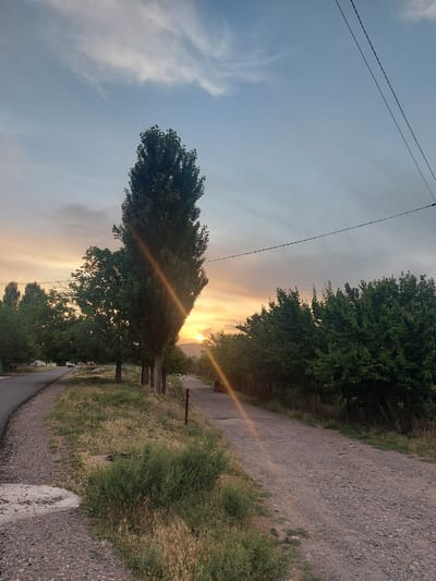 The image depicts a rural roadside scene in Tavaksay, Uzbekistan, during sunset. A tall, slender tree stands prominently in the foreground on the left side of a gravel road. The road curves to the left, leading towards a paved asphalt road on the far left edge of the frame. On the right side of the gravel road, a line of green trees forms a dense border, with more trees visible further back. The sky is a gradient of pale blue at the top, transitioning to a soft orange and yellow hue near the horizon, indicating the setting sun. Sunlight flares diagonally across the image, originating from the sunset. The environment is characterized by dry grass and sparse vegetation along the roadside. Overhead, power lines stretch across the sky. There are no visible people or animals in the immediate frame. The overall impression is one of a quiet, natural landscape at dusk.
