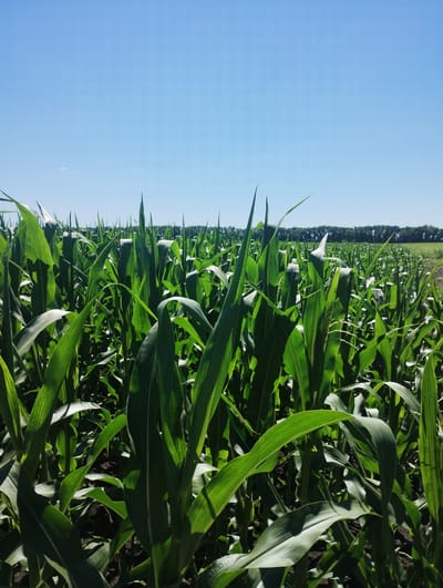 A close-up, low-angle view captures a dense field of young corn stalks under a clear blue sky. The vibrant green leaves of the corn plants dominate the foreground and midground, with some stalks reaching eye level. The plants are lush and healthy, casting shadows on the dark soil below. In the distance, a line of trees marks the horizon, with a faint treeline visible on the right. The scene appears to be an agricultural area, likely in the rural outskirts of Yaseny, Ukraine, given the context of the city's name provided in the prompt. There are no people or animals visible in the image.