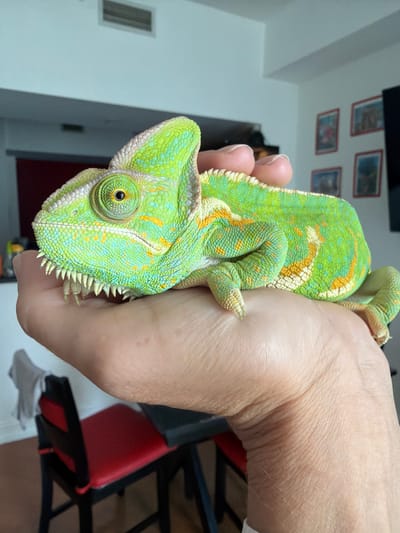 A bright green chameleon with yellow and blue markings rests on a person's palm. The chameleon's scales are visible, along with its independently rotating eyes and sharp teeth. The background of the image shows a room with white walls, a dark red chair, and framed pictures on the wall. The scene appears to be indoors, in what could be a residential setting. The lighting is bright, suggesting daytime. There is no indication of the location being in Hollywood, United States of America.